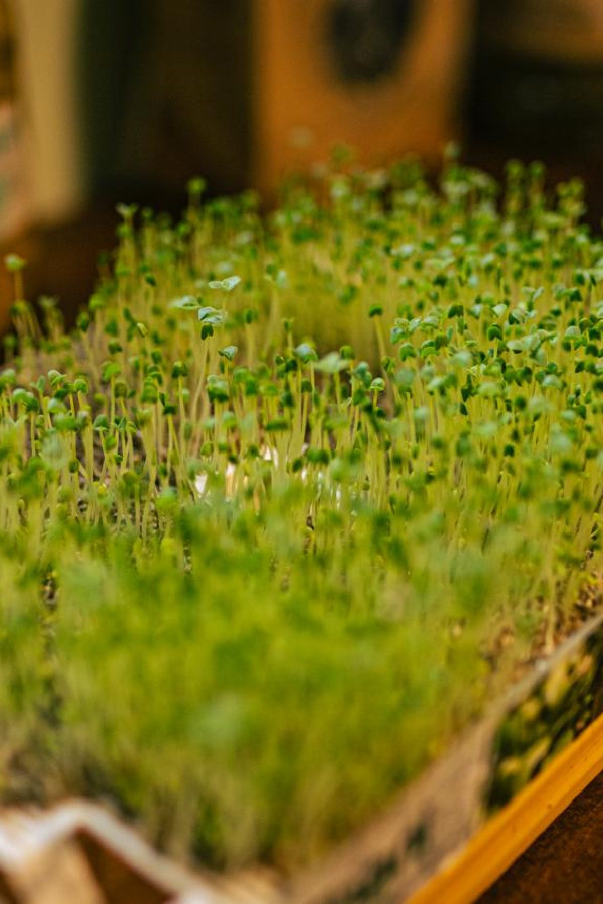 WhatsApp Image 2025-12-20 at 10.20.27 (6)